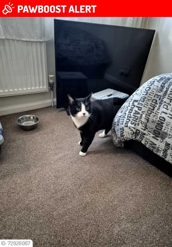 Lost Male Cat last seen Kenwood Close, Tolladine Road, Mendip Close, Glenthorne Avenue, Windermere Drive, Ambleside Drive, Laurel Road, Holly Mount Road, Troutbeck Drive, Conway, Worcestershire, England WR4