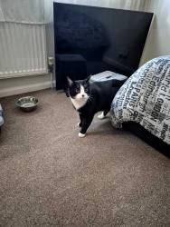 Lost Male Cat last seen Kenwood Close, Tolladine Road, Mendip Close, Glenthorne Avenue, Windermere Drive, Ambleside Drive, Laurel Road, Holly Mount Road, Troutbeck Drive, Conway, Worcestershire, England WR4