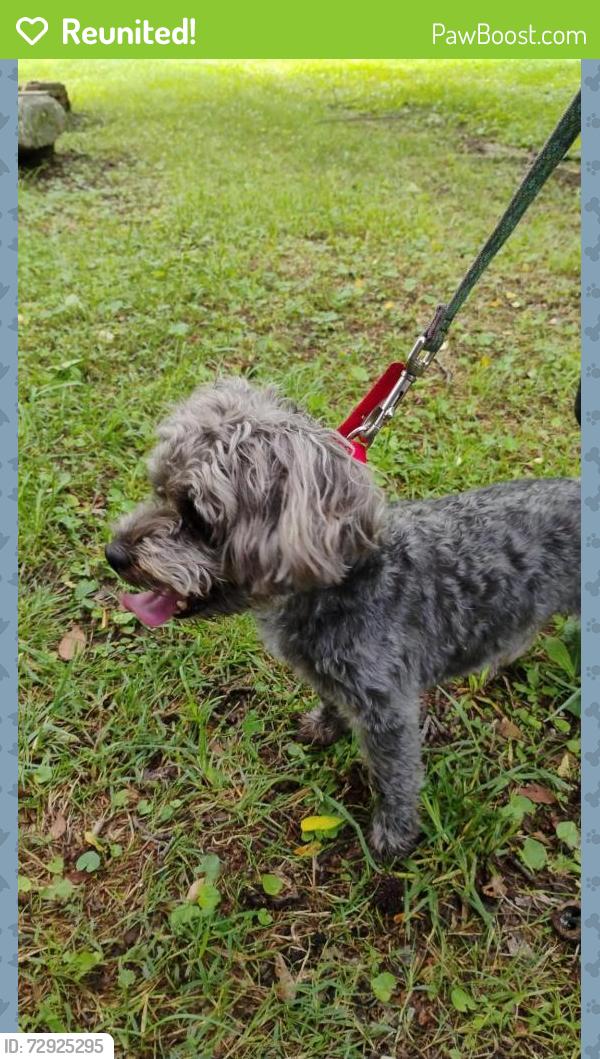 Reunited Male Dog last seen Levi Road near cemetery, Falling Water, TN 37343