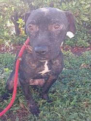 Shelter Stray Male Dog last seen Near BLOCK DR M.L.K. JR BLVD, POMPANO BEACH, FL 33060, Davie, FL 33312