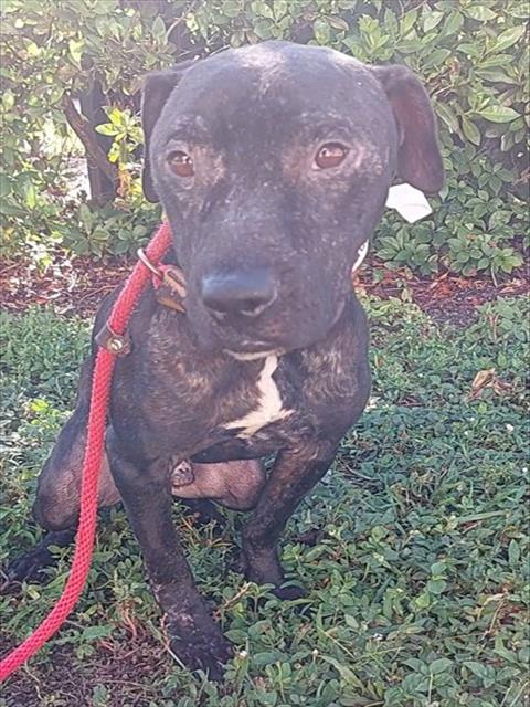 Shelter Stray Male Dog last seen Near BLOCK DR M.L.K. JR BLVD, POMPANO BEACH, FL 33060, Davie, FL 33312