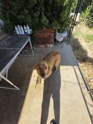 Found/Stray Unknown Dog last seen Ave 344, Visalia, CA 93277