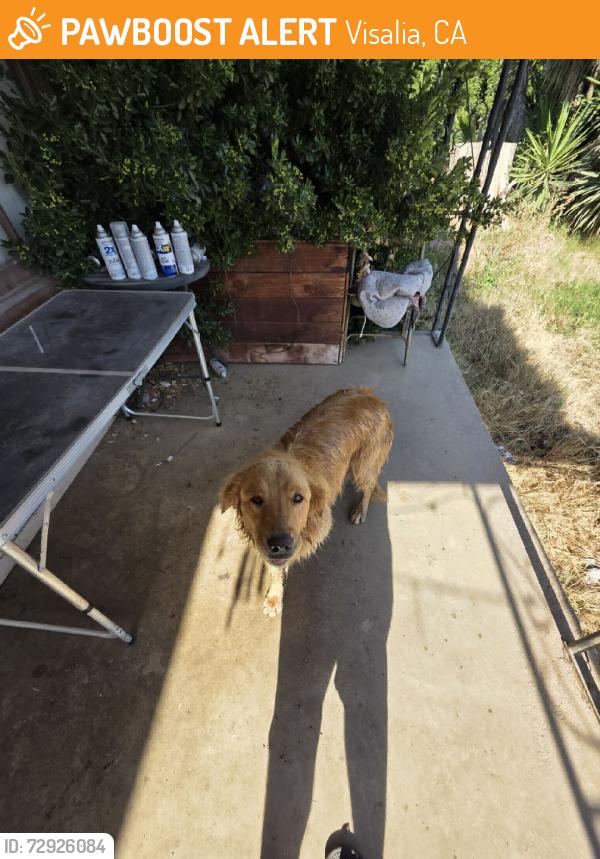Found/Stray Unknown Dog last seen Ave 344, Visalia, CA 93277