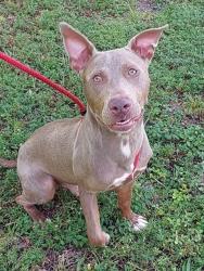 Shelter Stray Male Dog last seen Near BLOCK PLUNKETT ST, HOLLYWOOD FL 33021, Davie, FL 33312