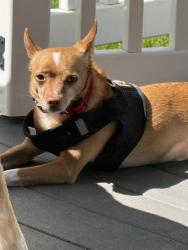 Reunited Male Dog last seen E Reeceville Rd and Route 82, Coatesville, PA 19320