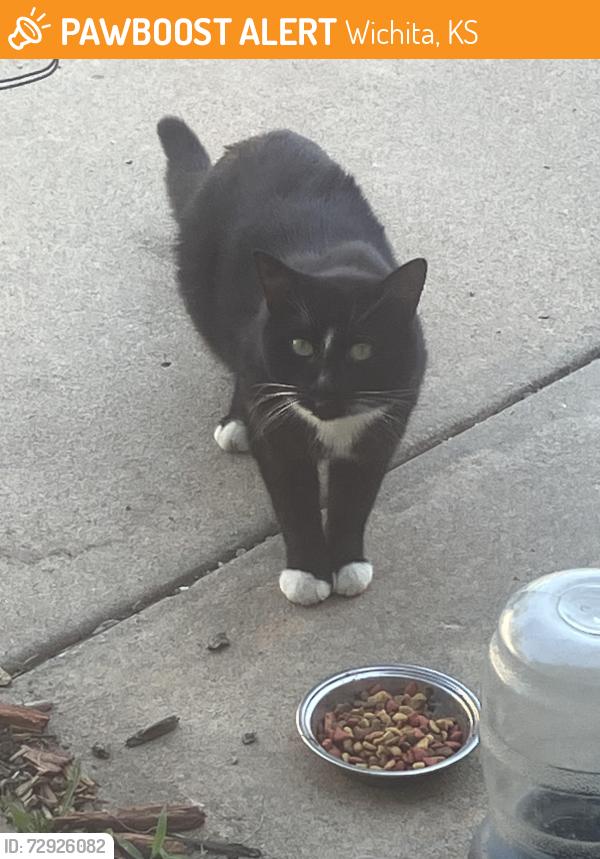 Found/Stray Unknown Cat last seen Hillside and Harry , Wichita, KS 67210