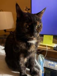 Lost Female Cat last seen Calvert and County Oak Rd., Los Angeles, CA 91367