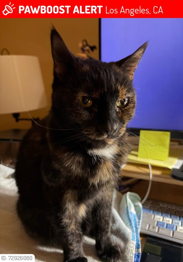 Lost Female Cat last seen Calvert and County Oak Rd., Los Angeles, CA 91367