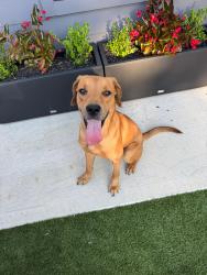 Found/Stray Male Dog last seen Hughes and Polk, Houston, TX 77023