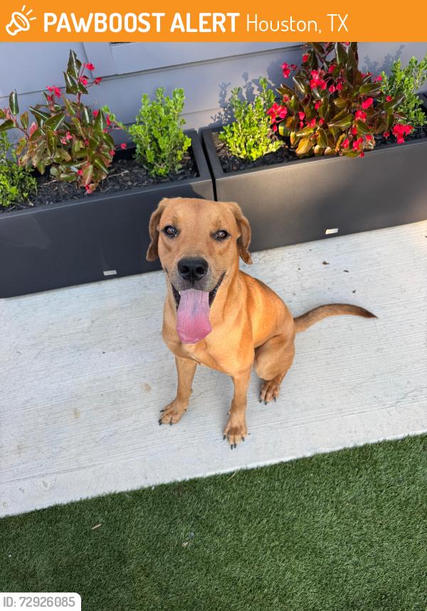 Found/Stray Male Dog last seen Hughes and Polk, Houston, TX 77023