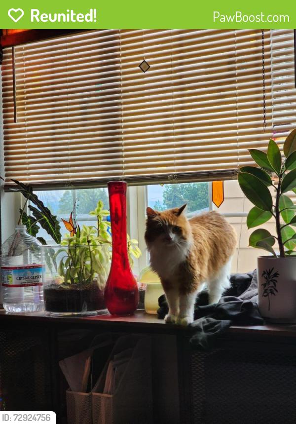 Reunited Female Cat last seen Ne 82nd and ne sandy blvd, Portland, OR 97220