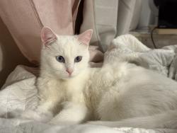 Lost Female Cat last seen W wachter ave, Hamburg, Reno, Bismarck, ND 58504