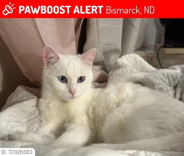 Lost Female Cat last seen W wachter ave, Hamburg, Reno, Bismarck, ND 58504