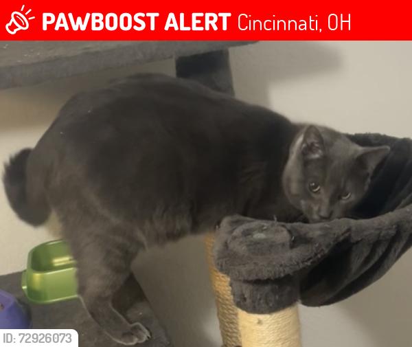 Lost Male Cat last seen West 8th Ave, Cincinnati, OH 45205