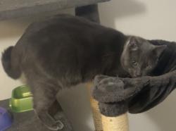 Lost Male Cat last seen West 8th Ave, Cincinnati, OH 45205
