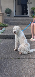 Reunited Male Dog last seen SW 52nd Avenue , Portland, OR 97219