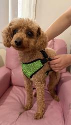 Reunited Female Dog last seen Union boulevard , Allentown, PA 18109