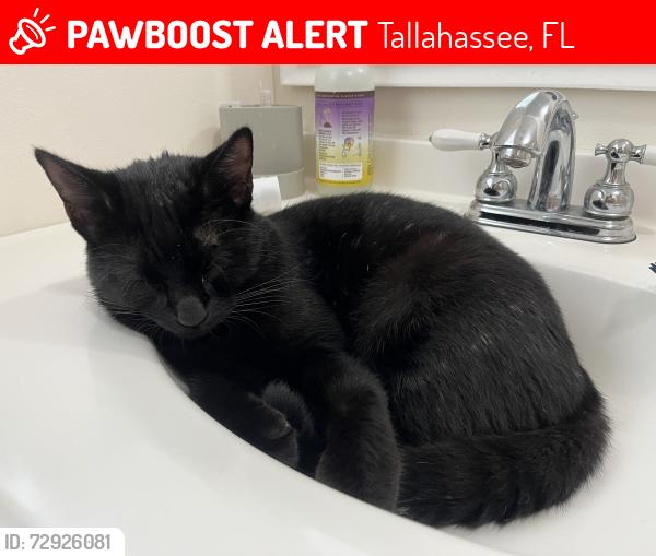 Lost Male Cat last seen Richardson road Tallahassee FL 32301, Tallahassee, FL 32301