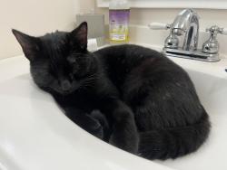 Lost Male Cat last seen Richardson road Tallahassee FL 32301, Tallahassee, FL 32301