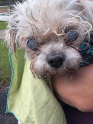 Reunited Unknown Dog last seen Aden Hills off of Yorkhaven , Mobile, AL 36602