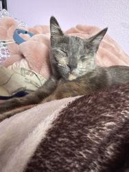 Reunited Female Cat last seen Anaheim, CA 92807, USA, Anaheim, CA 92807