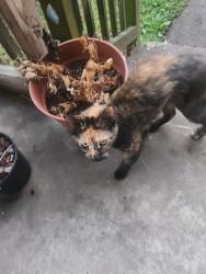 Found/Stray Unknown Cat last seen Cambrai Avenue, Richmond, VA 23231