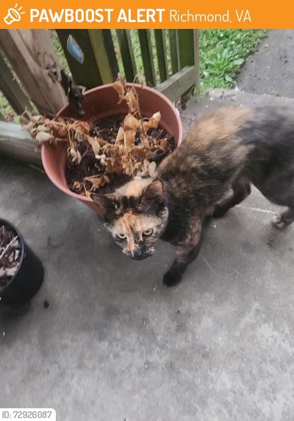 Found/Stray Unknown Cat last seen Cambrai Avenue, Richmond, VA 23231