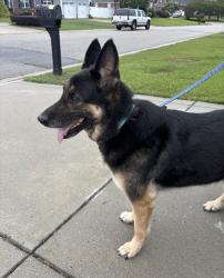 Reunited Female Dog last seen Grays creek high school , Hope Mills, NC 28348