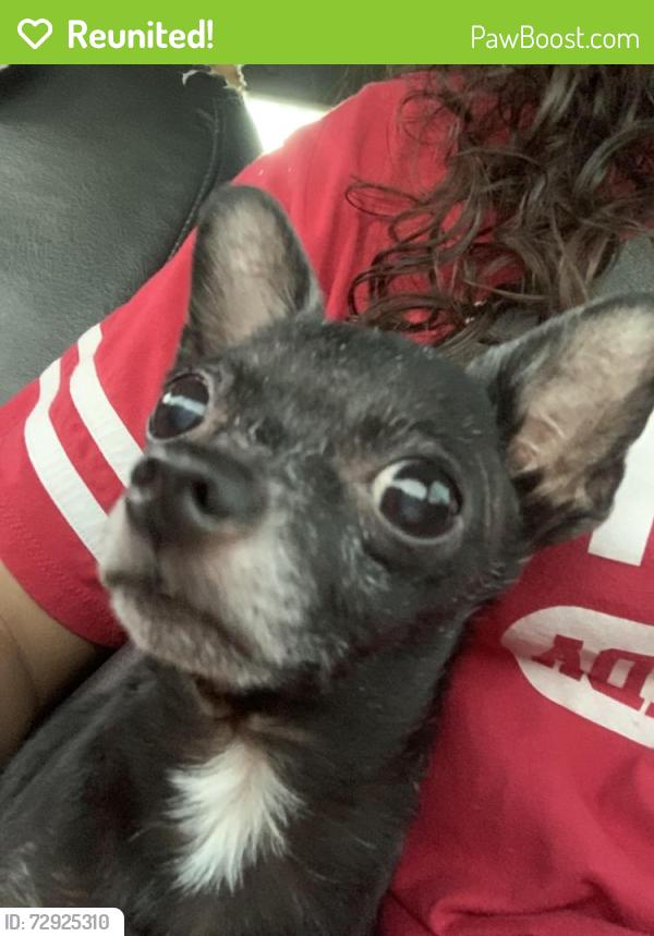 Reunited Male Dog last seen Kismet near water tower, Cape Coral, FL 33993