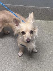 Shelter Stray Male Dog last seen Near BLOCK UPLAND BLVD, LAS VEGAS NV 89107, Las Vegas, NV 89101