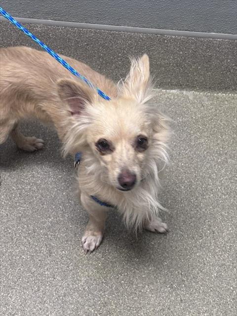 Shelter Stray Male Dog last seen Near BLOCK UPLAND BLVD, LAS VEGAS NV 89107, Las Vegas, NV 89101