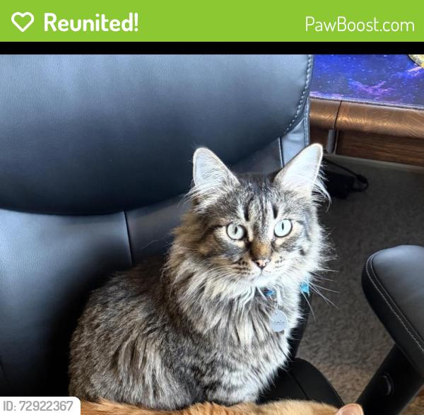 Reunited Male Cat last seen providence hills near 131st, Bixby, OK 74008