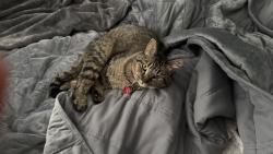 Reunited Female Cat last seen Near 46th Ave, Greeley, CO  80634, Greeley, CO 80634