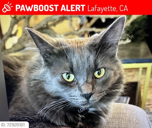Lost Male Cat last seen Glenside Drive, Lafayette, CA 94549