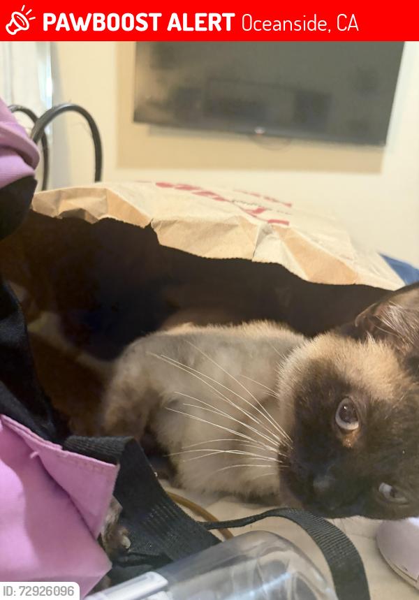 Lost Male Cat last seen Near , Oceanside, CA 92056