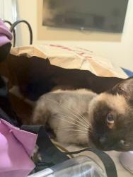 Lost Male Cat last seen Near , Oceanside, CA 92056