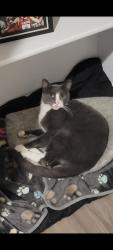 Reunited Male Cat last seen Near Wagon Spoke Wy, Georgetown, TX 78628, USA, Georgetown, TX 78628
