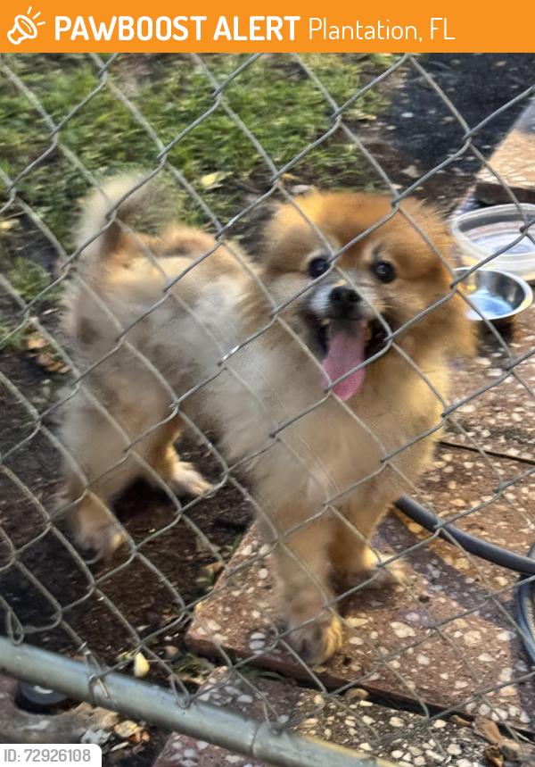 Found/Stray Unknown Dog last seen Peters road and sw 50 Avenue , Plantation, FL 33317