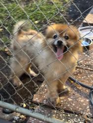 Found/Stray Unknown Dog last seen Peters road and sw 50 Avenue , Plantation, FL 33317