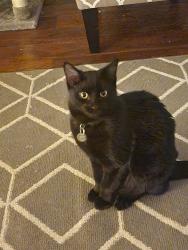 Reunited Male Cat last seen 8th and Taft, Loveland, CO 80537