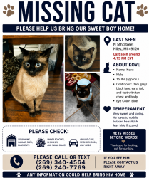 Lost Male Cat last seen Lake st and 5th st Niles MI, Niles, MI 49120