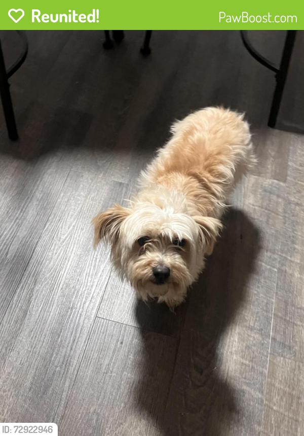 Reunited Female Dog last seen Sunny glade , Memphis, TN 38133