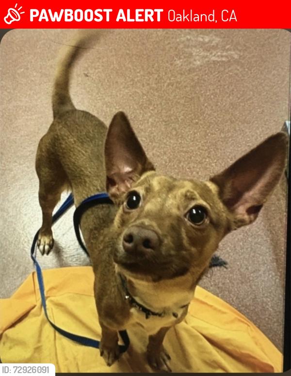 Lost Male Dog last seen Jack and the box, Oakland, CA 94621