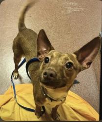 Lost Male Dog last seen Jack and the box, Oakland, CA 94621