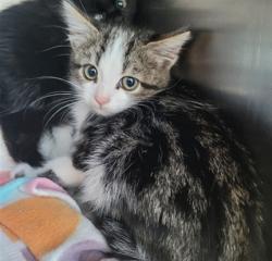 Shelter Stray Female Cat last seen , Los Angeles, CA 90025