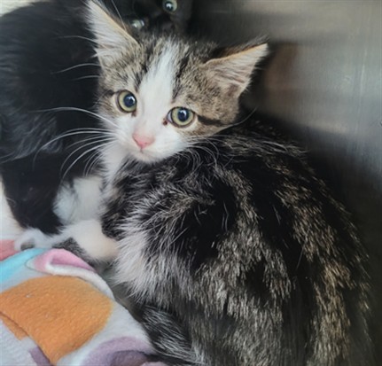 Shelter Stray Female Cat last seen , Los Angeles, CA 90025
