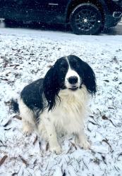 Lost Male Dog last seen Mixon avenue , Bay Minette, AL 36507