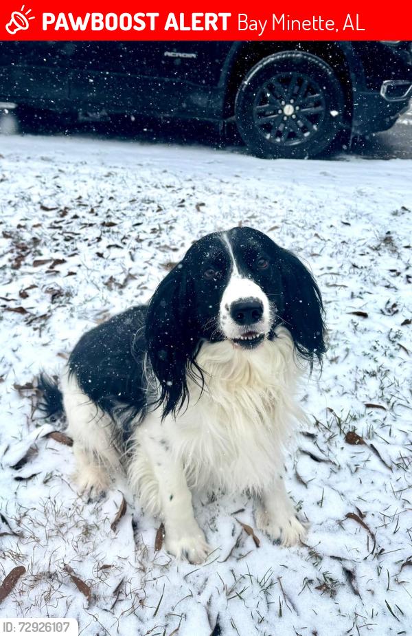 Lost Male Dog last seen Mixon avenue , Bay Minette, AL 36507