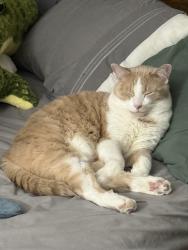 Lost Male Cat last seen Near Cloveridge CT, Fairborn, Ohio, Fairborn, OH 45324
