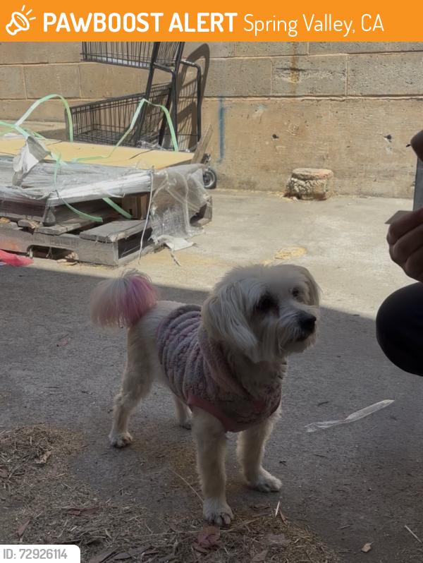 Found/Stray Female Dog last seen Casa de oro, Spring Valley, CA 91977